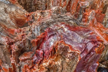 Large Fossilized Tree Stump replaced with Agate