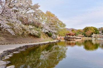 日本の奈良と京都の桜と寺の夕景