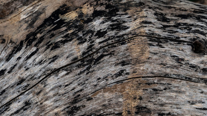 Bark abstract background