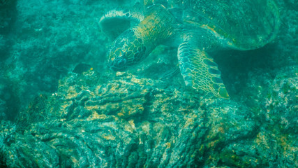 underwater close up of a green sea turtle feeding at isla santiago