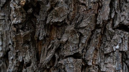 Bark abstract background