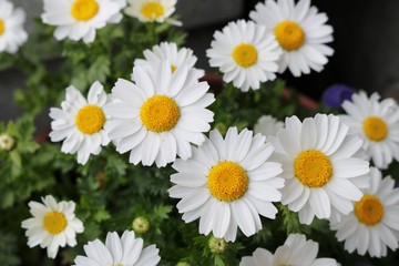 Fototapeta premium ノースポール 春 花壇 とちぎ