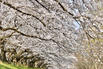 大阪の背割堤の桜と花見