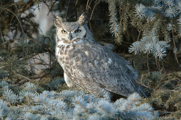 Great Horned Owl On Blue Spruce
