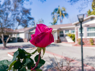 Close up shot of a red rose blossom in front of a building