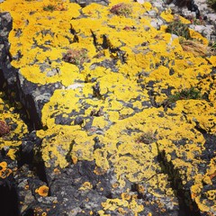 Lichen  on rock