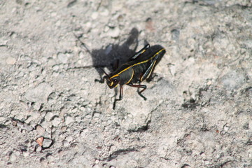 grasshopper on a rock
