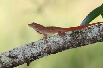 Fototapeta premium lizard on a bark
