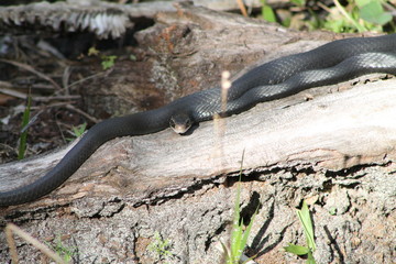 Snake staring