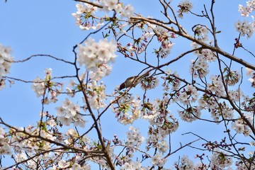 日本の桜の空撮と夜桜