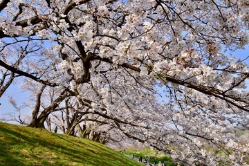 Fototapeta premium 日本の桜の空撮と夜桜