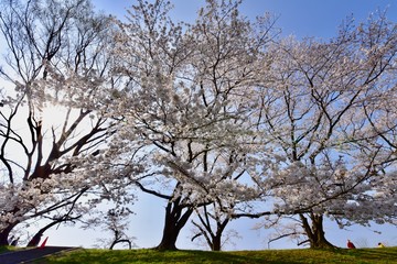 日本の桜の空撮と夜桜