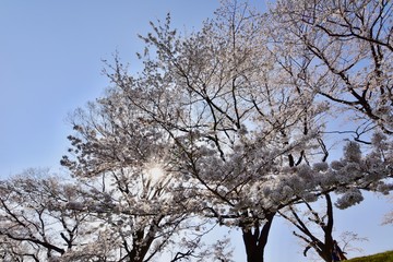 大阪の背割堤の桜と花見