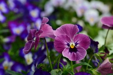 Spring Flowers