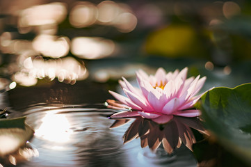 beautiful lotus flower on the water after rain in garden.