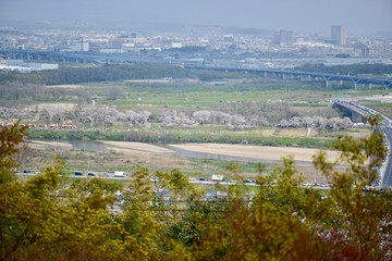 Fototapeta na wymiar 大阪の背割堤の桜と花見