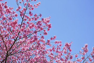 ピンク色が美しい桜花と青空