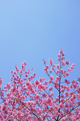 ピンク色が美しい桜花と青空