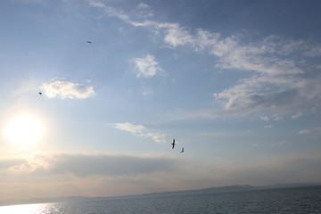 Fototapeta na wymiar Seagull flying far in the sky. Beautiful seascape.