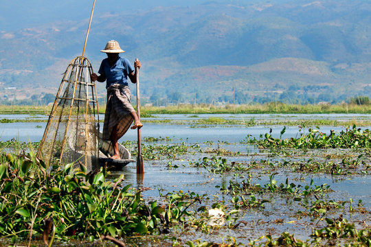 fisherman fishing with net on inle lake -myanmar
