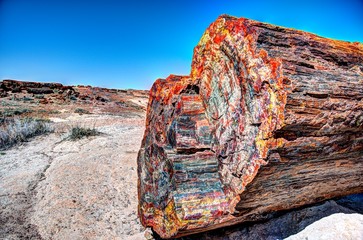 Petrified Forest multicolored wood © Lost_in_the_Midwest