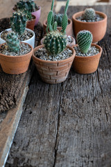 Fototapeta na wymiar Small succulent, cactus, pot plants decorative on old wood table with morning warm light