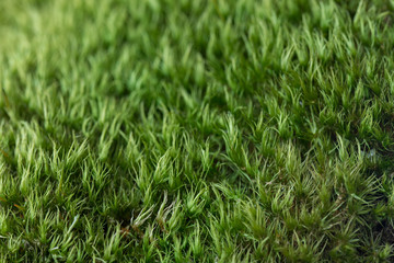 green moss macro background texture