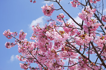 ピンク色が美しい桜花