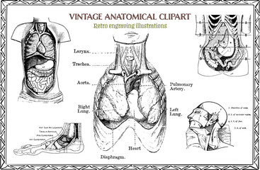 Engraving Set of Vintage Human Anatomy illustrations