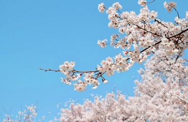 満開の桜と青空、日本の春の風景