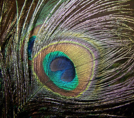 Peacock bright feather on dark background.