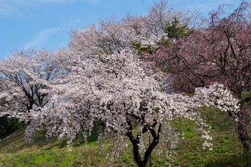 Naklejka premium 枝垂れ桜