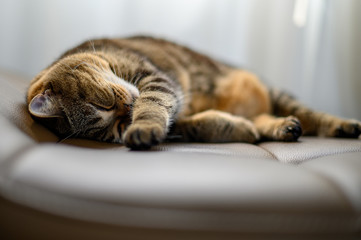 Cute cat little sleeping cat sleeping in her dreams