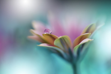 Beautiful macro shot of magic flowers.Border art design.Magic light.Extreme close up macro...