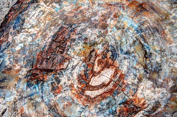 Petrified Forest multicolored wood