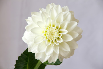 白背景で撮影した白いダリアの花のアップ