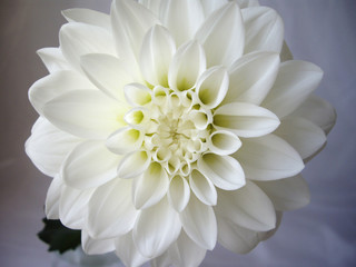 白バックで撮影した白色のダリアの花一輪
