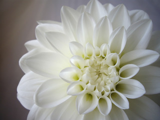 白背景で撮影した白いダリアの花のアップ