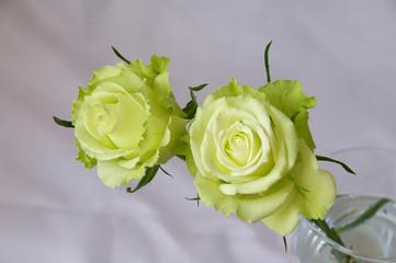 ライムという品種のバラ