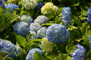 梅雨の季節らしい青色の紫陽花の花