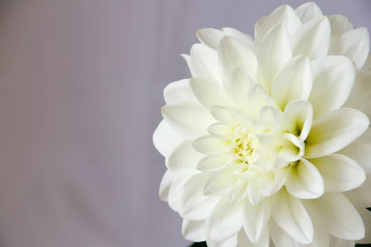 白背景で撮影した白いダリアの花のアップ Stock Photo Adobe Stock