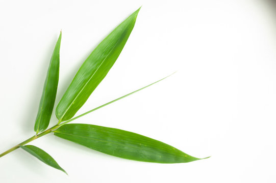 Bamboo Leaf Isolated White Background