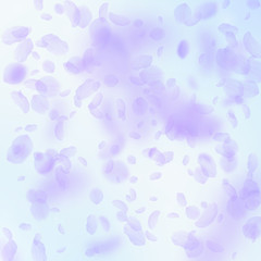 Violet flower petals falling down. Curious romanti