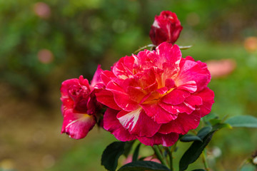 Obraz premium Maurice Utrillo rose in garden