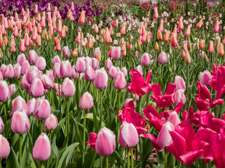 Beautiful tulips blossom with water drops at Descanso Garden