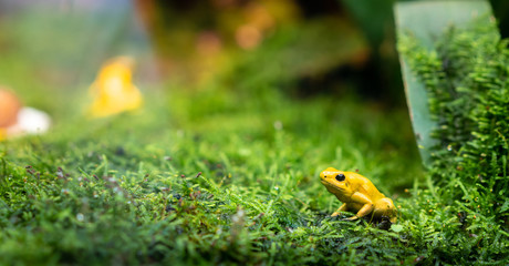 Close up of yellow poison frog, dartfrog Phyllobates terribilis, Amphibian animal from the tropical...