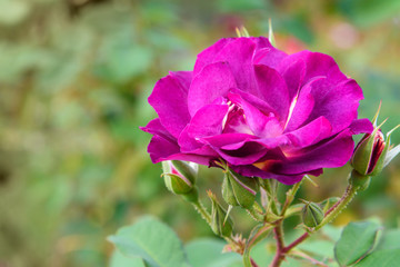Princess Sibilla de Luxembourg rose in garden