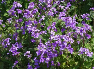 Naklejka premium 大根の花