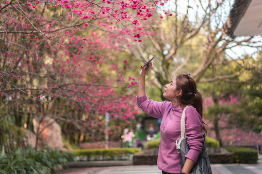 Asia woman take image cherry blossom by smarth phone in formosan aboriginal culture village, Selective focus.