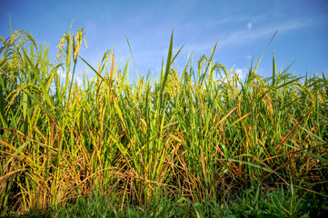 paddy ready to harvest at morning